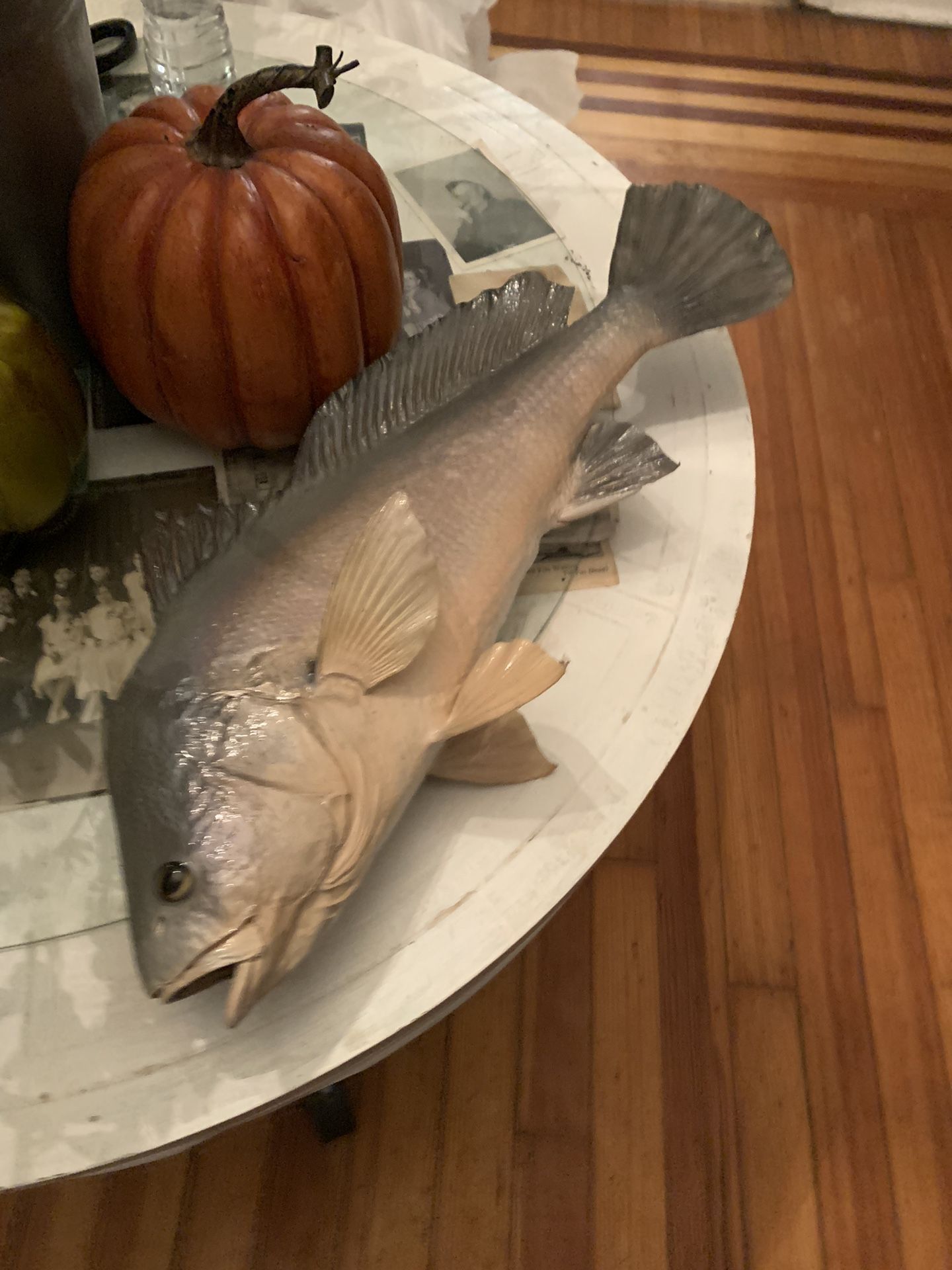 Taxidermy Drum Fish!! $150 Obo!! 
