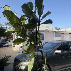 Fiddle Leaf Plant 