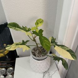 Philodendron Mayoi x Florida Variegated 