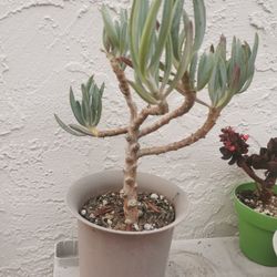 16" Blue chalksticks
Senecio serpens 5yrs old  Mature  Only 1 hurry
