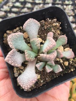 Succulents 2”