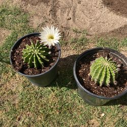 Cacti Plant For Sale 20$