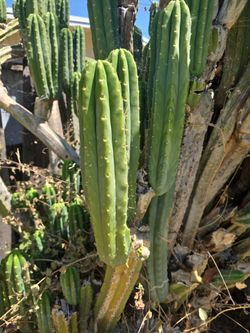 San Pedro cactus for sale