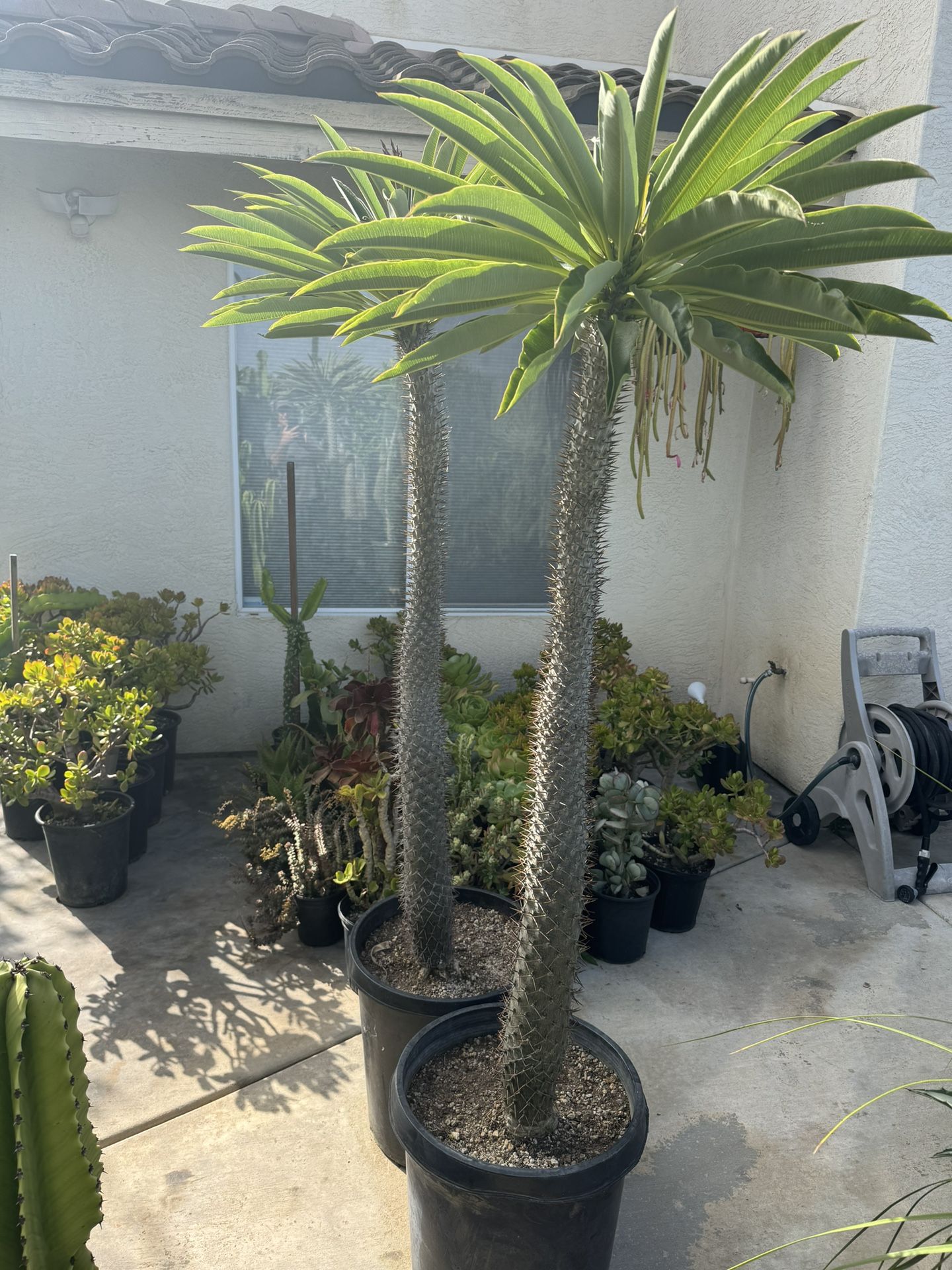 Large Madagascar Palm Trees for Sale in Spring Valley, CA OfferUp