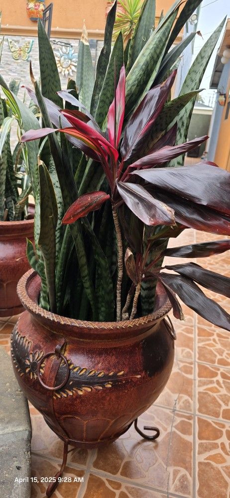 large plant pots Plua plants Plus Steel Stands