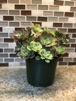 Succulent plant for sale