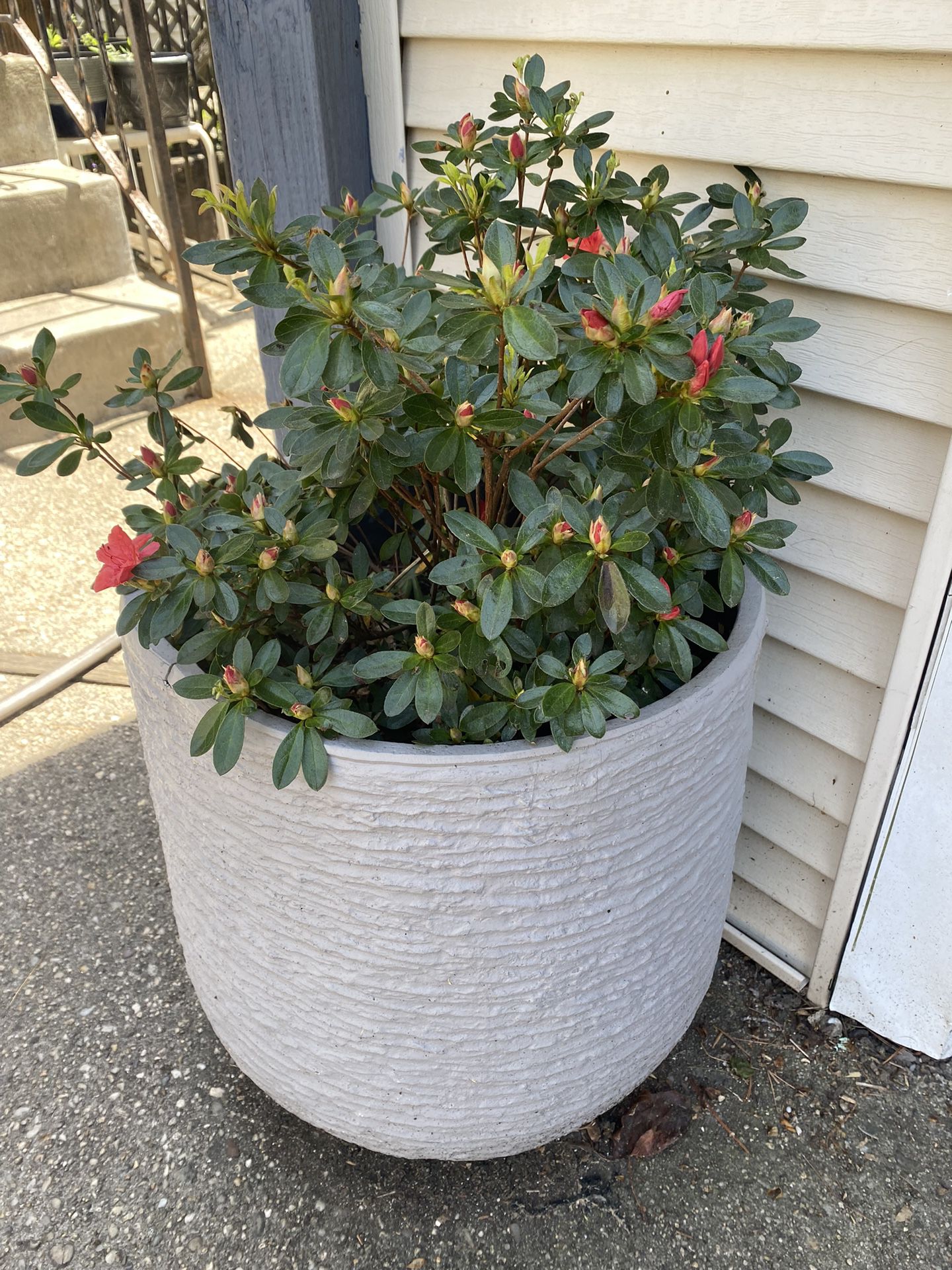 2 Big Pots With Flowers 