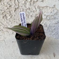 2 Inch Pot Succulent Plant- Tradescantia Fluminensis Lavender Variegated - Wandering Jew - Rooted & Established - Drought Resistant -🪴Baby Wedding Sh