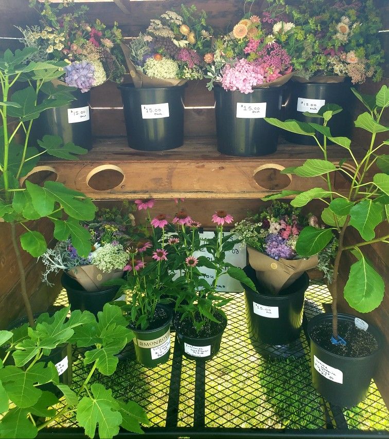 FIG Trees Homegrown $25.00 Each