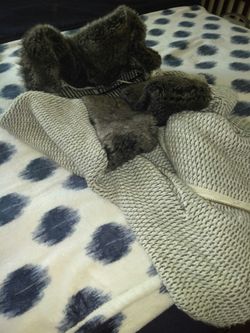 Zara gray and snow white faux fur poncho