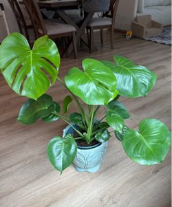 Monstera Deliciosa Live Plant in Pot