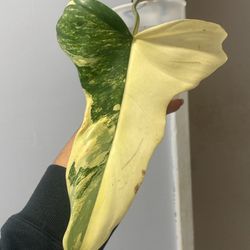Variegated Philodendron Florida Beauty X Mayoi 
