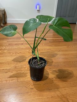 monstera plant
