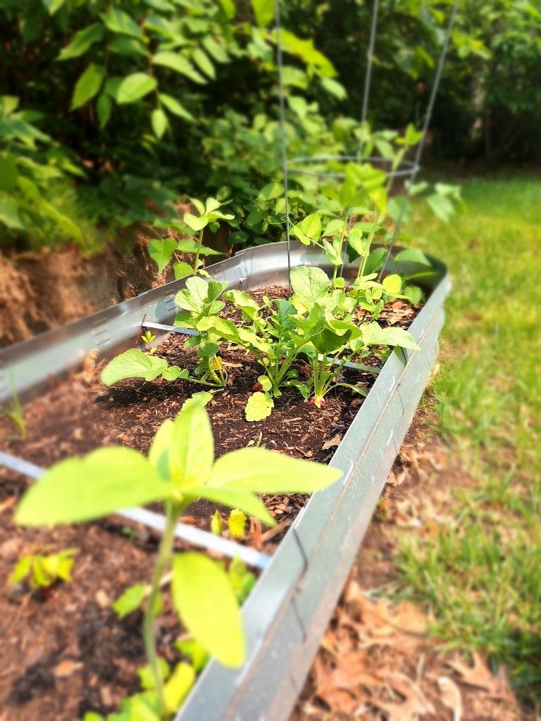 Raised Gardens - Two Of Them