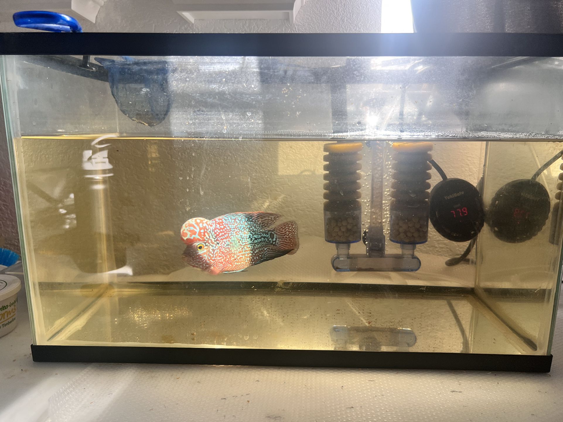 10 Gallon Fish Tank W/ FH