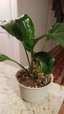 White Premium Sympathy Peace Lily - Indoor Plants