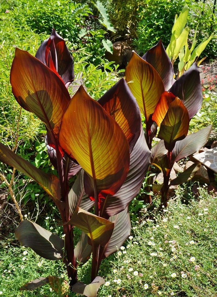 Red Canna Tropical plant/flower