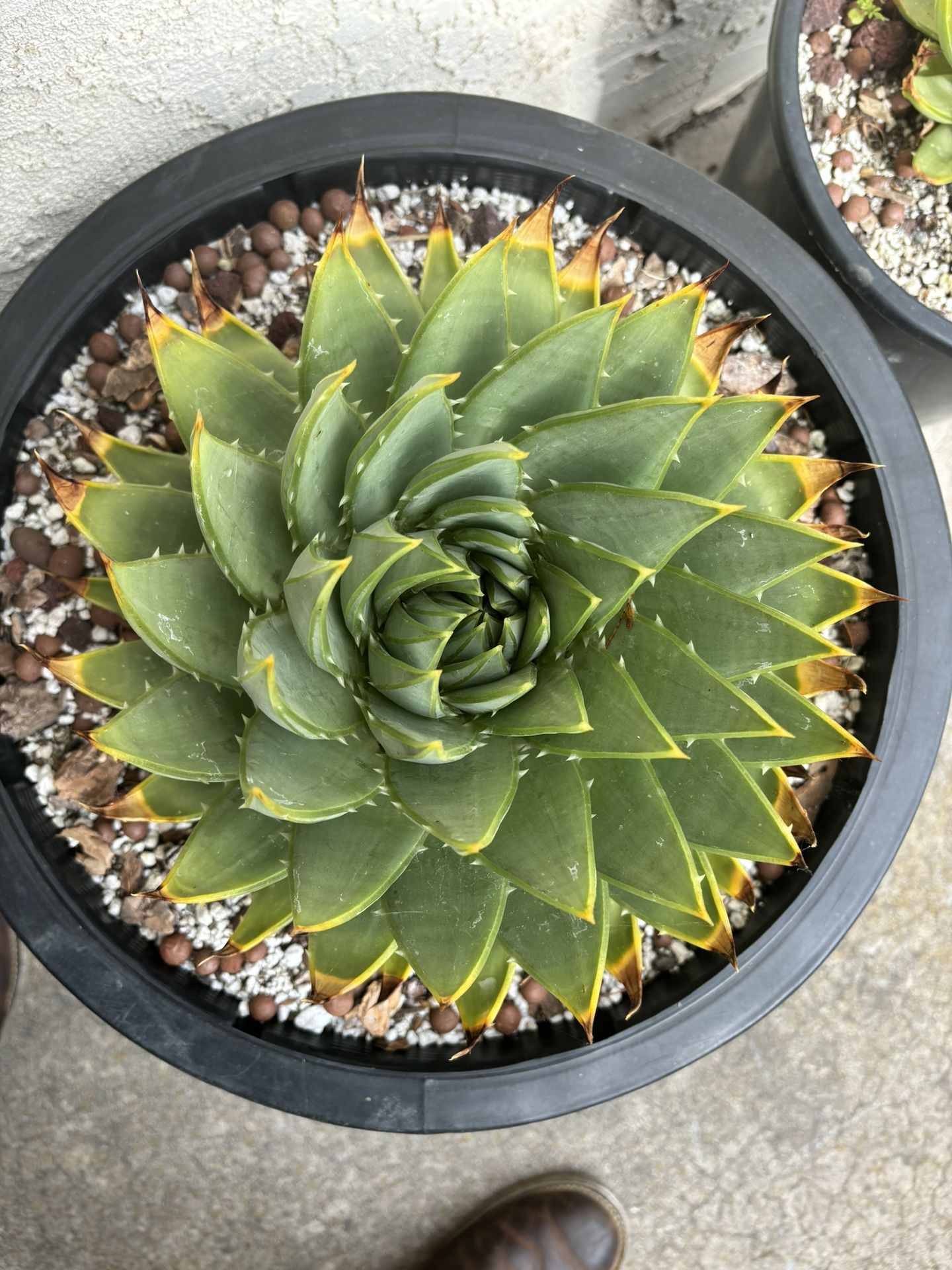 Aloe Polyphylla Plants.