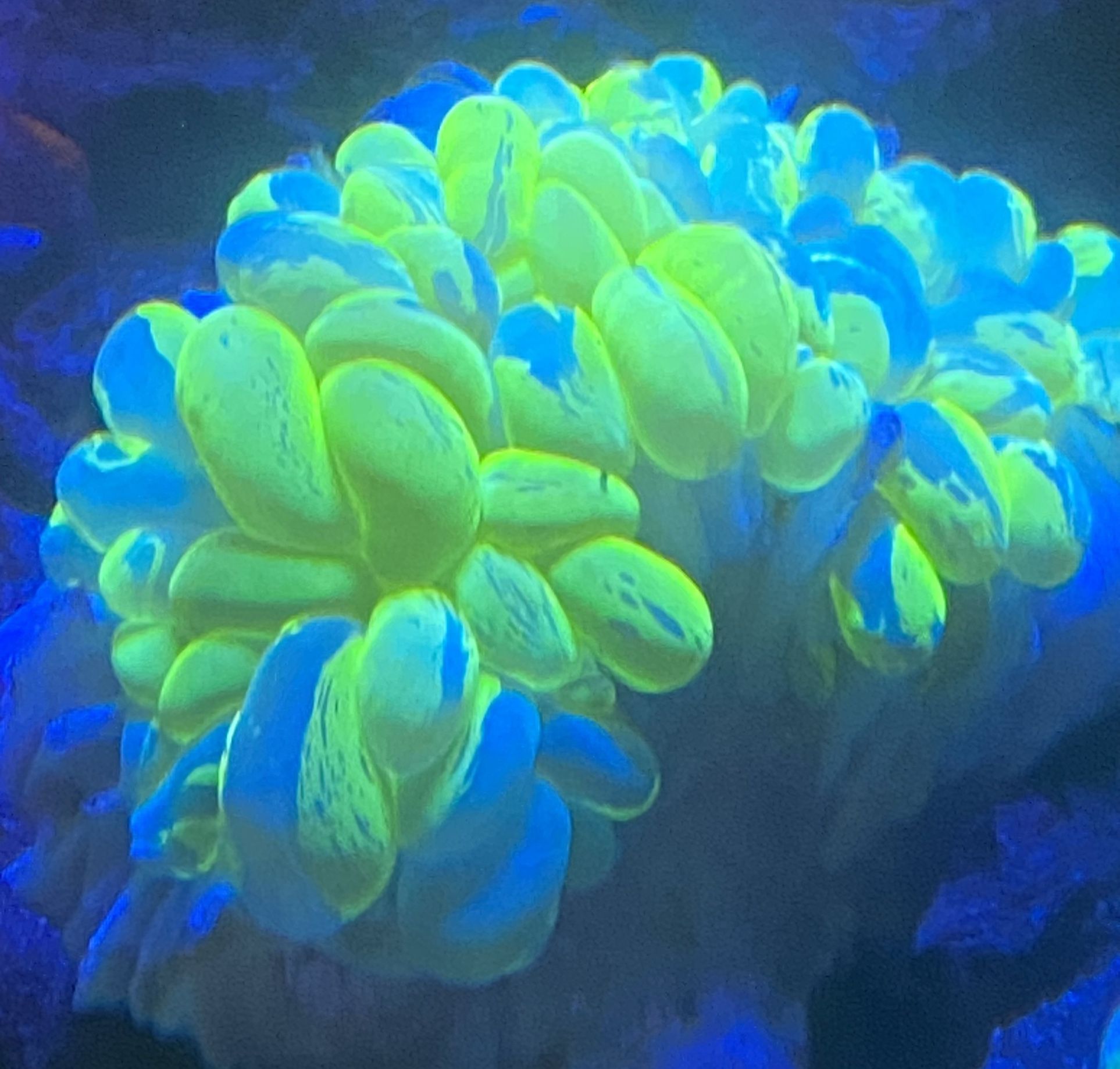 Fake Decoration Aquarium