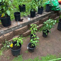 Jalapeño Pepper Plants 