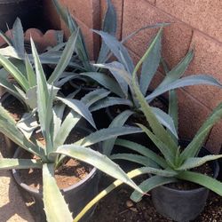 Huge Blowout Sale Clearance On All Plants