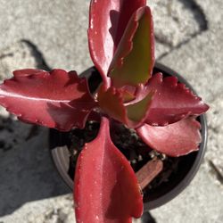 Kalanchoe Tugela Succulent 