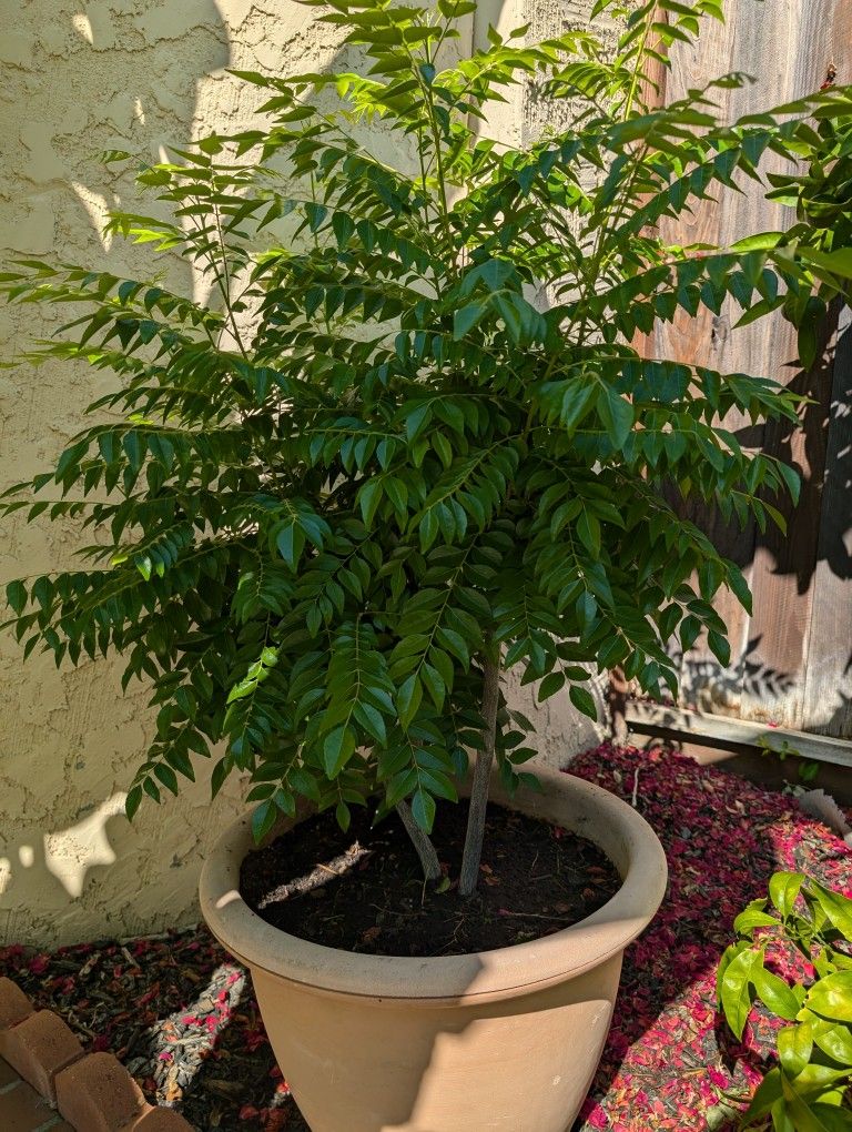Curry leaves Plant