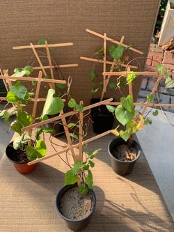 Potted purple flowering morning glory vine, perennial so comes back each year, great for pots or in the ground up a trellis. Continues to bloom all su