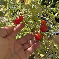 Organic Non GMO Sweet Kyle Beans Cherry Tomato Plants With Fruits, $3 Only 