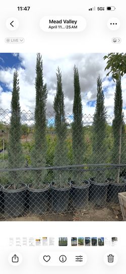Italian Cypress 15gal 
