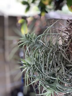 Air plant - $5 each piece