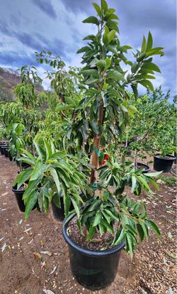 Big avocado plants many varieties