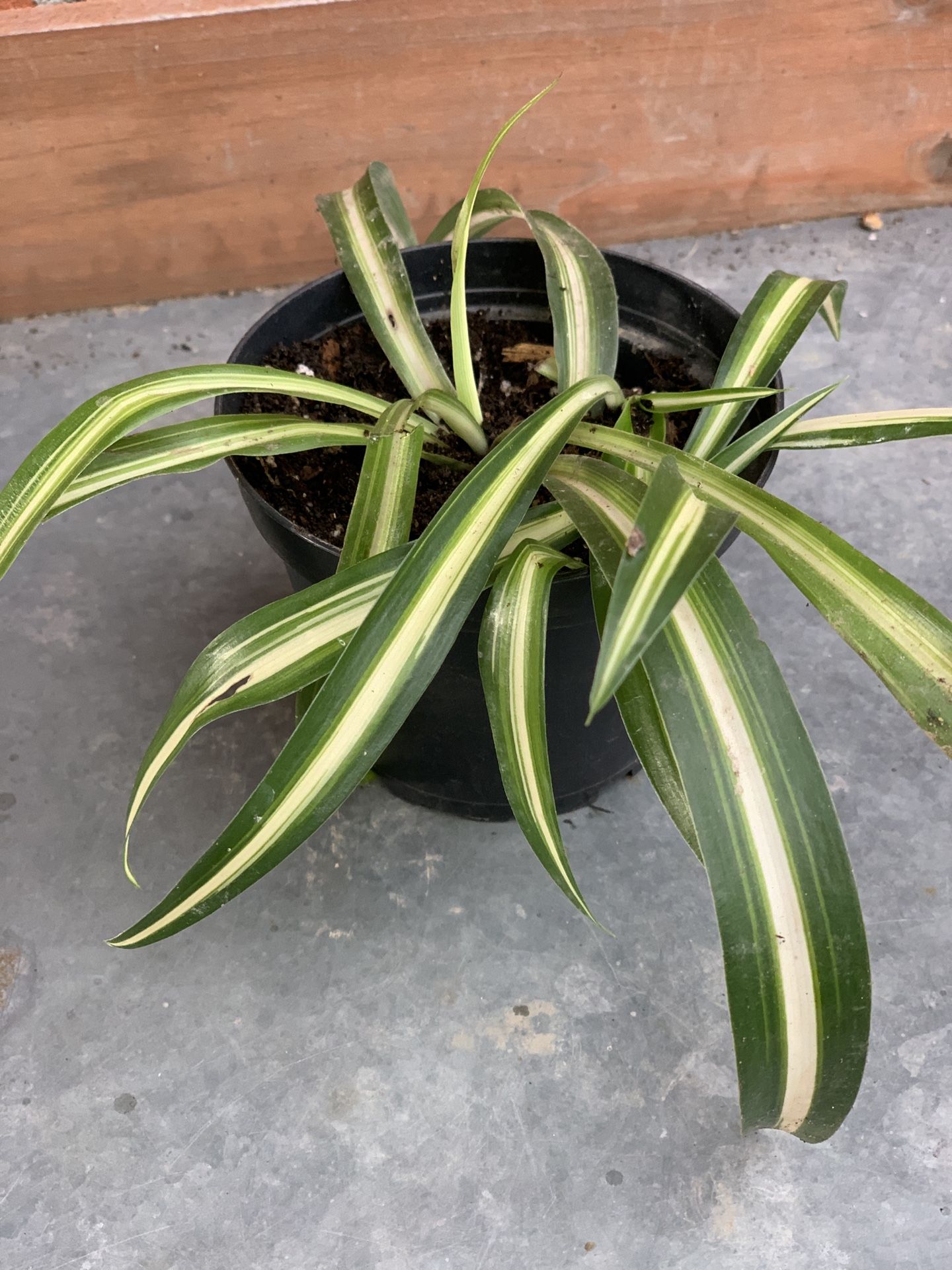 Sale Beautiful Spider plant house plant houseplant  Cash only  