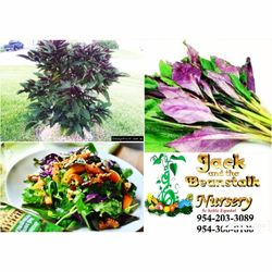 Ockinawa Spinach Perinneal Vegetables 3gal