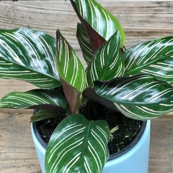 Calathea Ornata Plant In 4” Nursery Pot