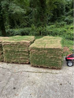 Grass