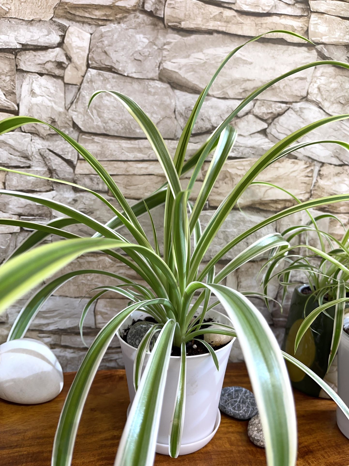 Spider House Plant In Pit With Saucer.