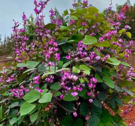 Plants for sale