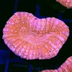 Strawberry Shortcake Lobo