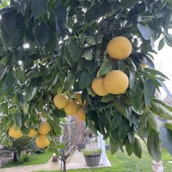 5 For $1  Grapefruit 