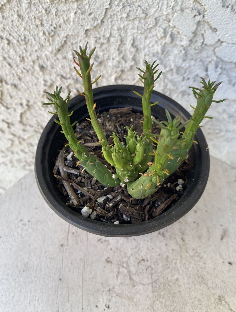 4 Inch Pot Rare Succulent Plant - Medusa Head - Euphorbia Flanaganii - Drought Resistant - Ground Covering Succulent - Yellow Flowers 🪴