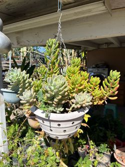 Beautiful Mix All Rare Succulents in Hanging Pot❤️