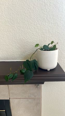Pothos Plant in White Ceramic Pot