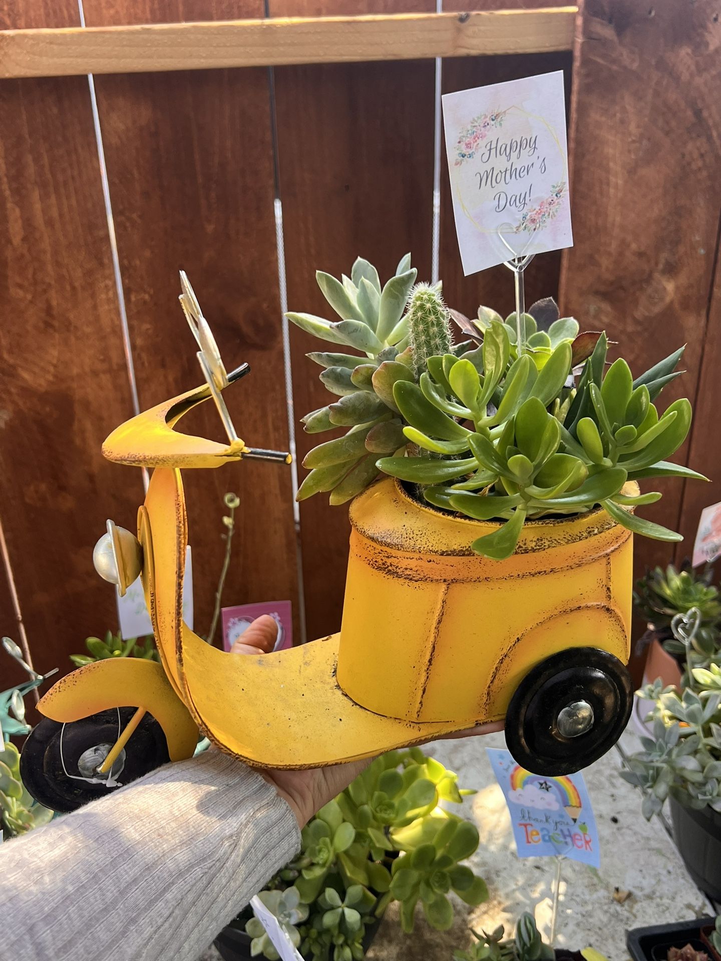 Mothers Day Succulent Arraignments