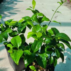 Jasmine Plants De La India