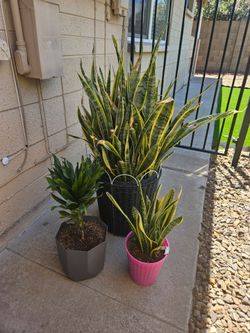 3 plants, snake plant