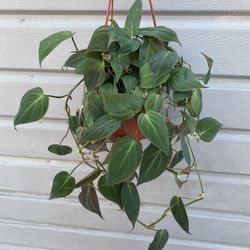 6” Micans Philodendron