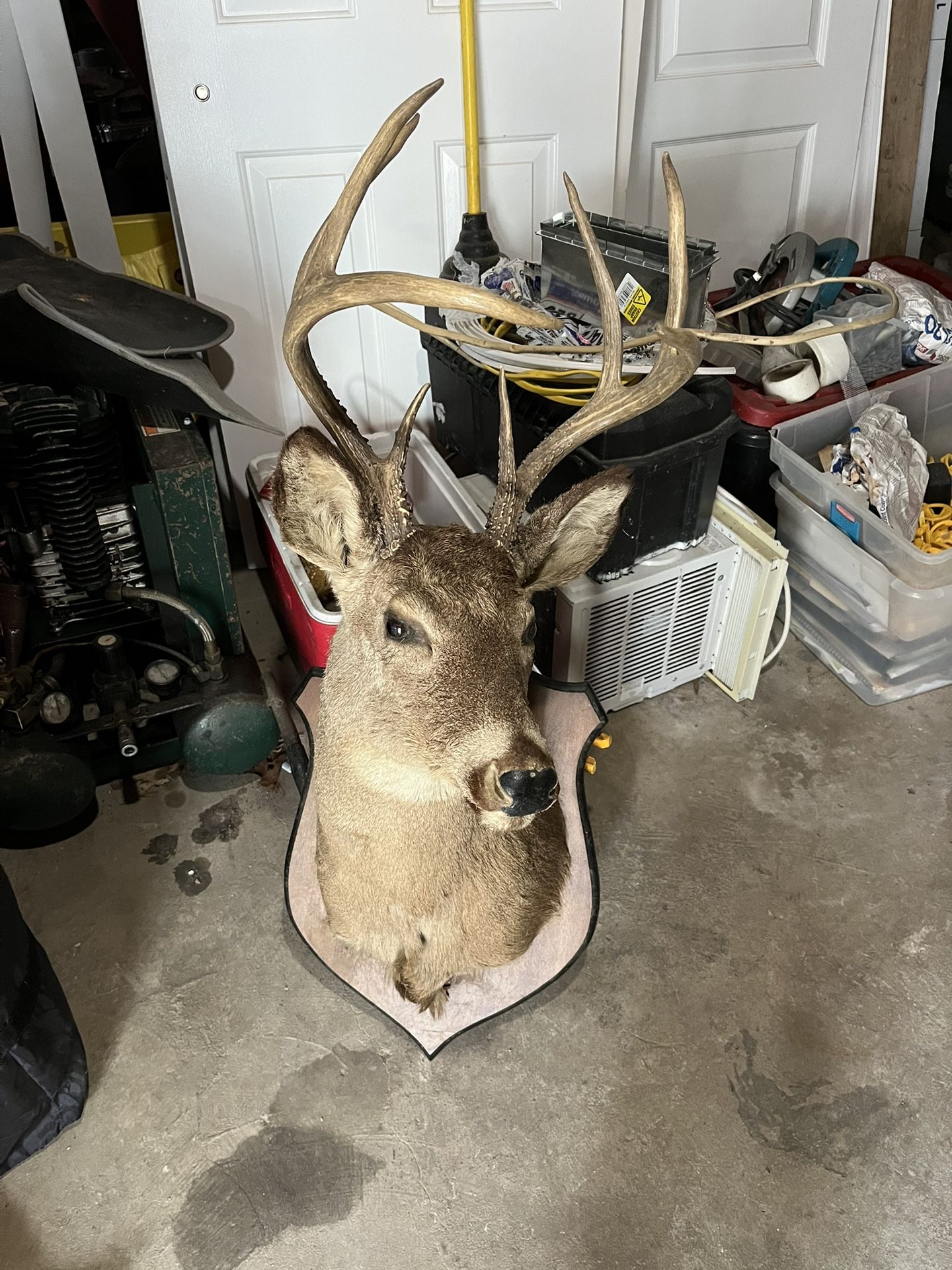 White Tailed Deer Display