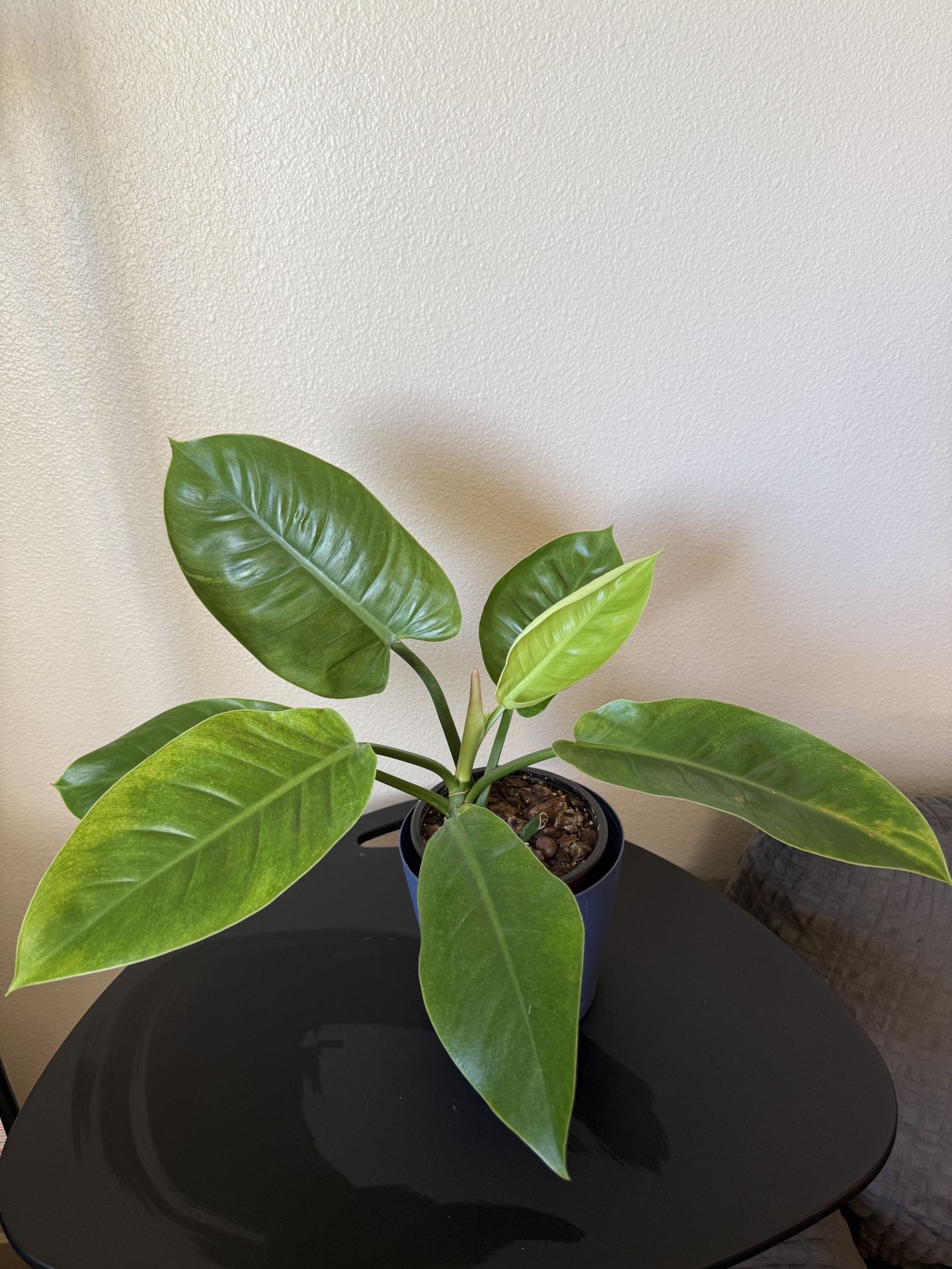Various Plants