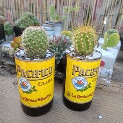 Upcycle Beer Bottle Planter